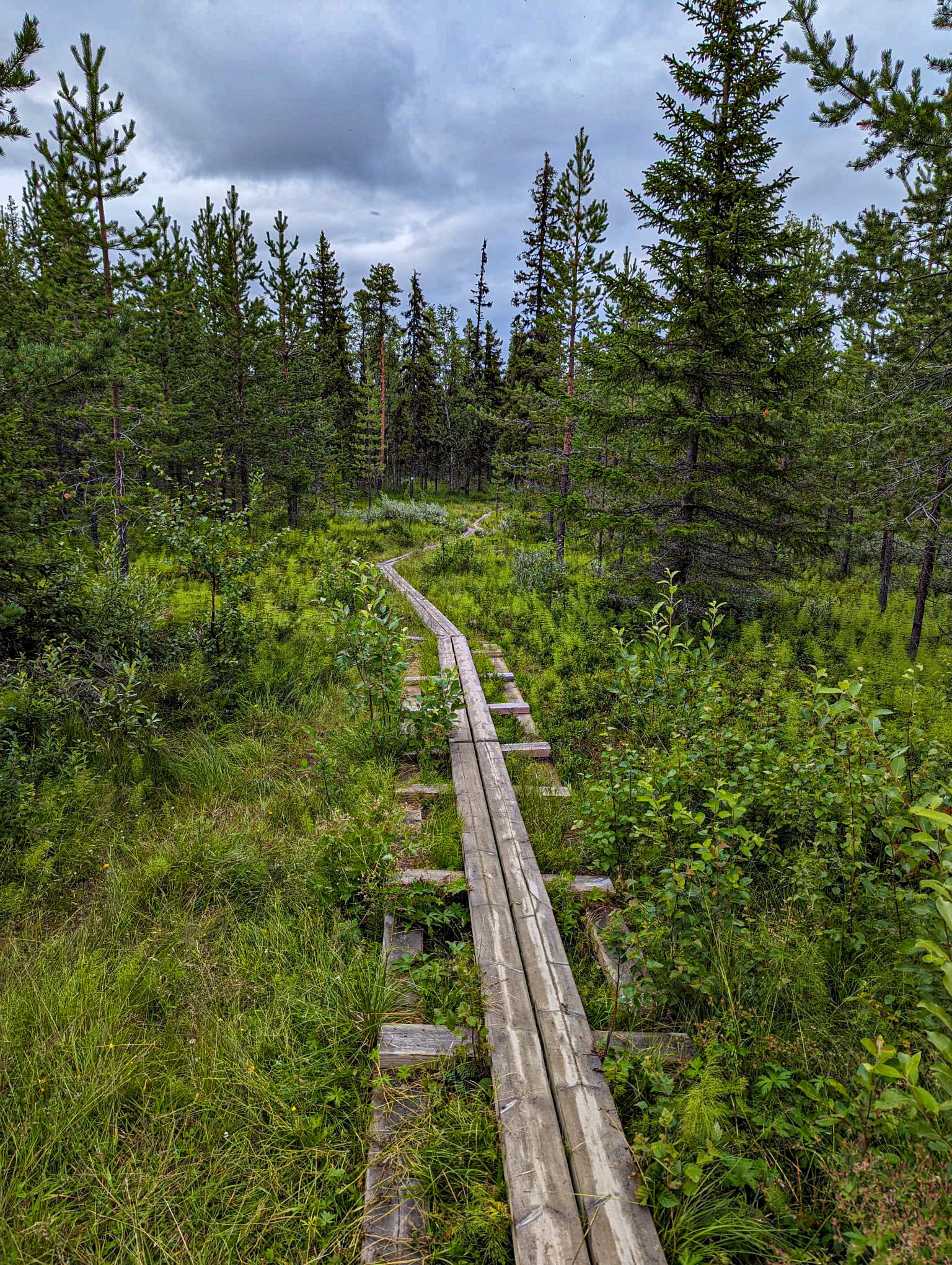 Frog Spring in the Wetlands (Grödkällan / Tsuobbuoaja)